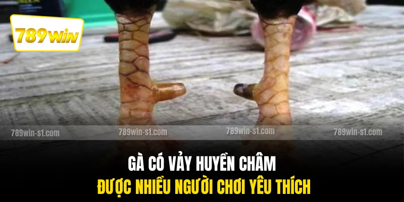 Gà có vảy huyền châm được nhiều người chơi yêu thích